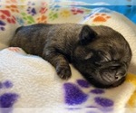 Small Photo #2 Pug Puppy For Sale in HILLTOP LAKES, TX, USA