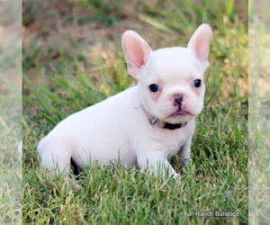 French Bulldog Puppy for Sale in ROYSE CITY, Texas USA