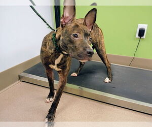 Mutt Dogs for adoption in La Porte, IN, USA