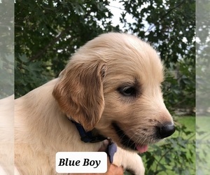Golden Retriever Puppy for sale in ROSANKY, TX, USA