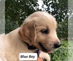 Small Photo #1 Golden Retriever Puppy For Sale in ROSANKY, TX, USA