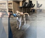 Small #2 Labrador Retriever