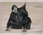 Small #5 French Bulldog