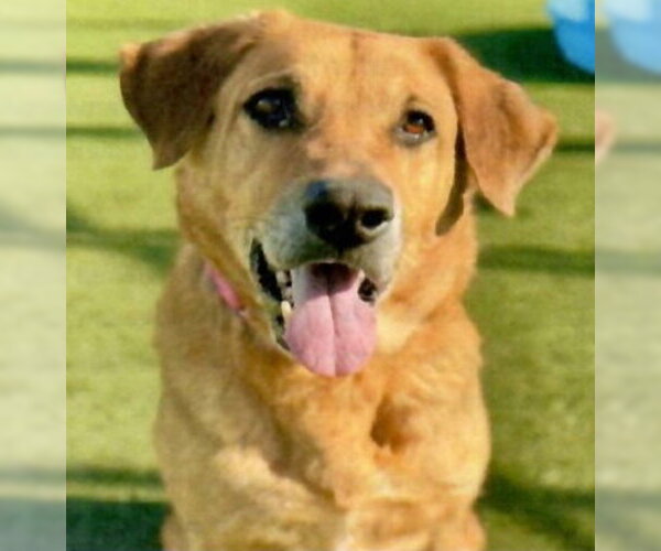 Medium Photo #1 Shepradors Puppy For Sale in Ventura, CA, USA