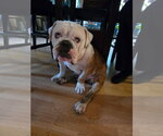 Small #2 Bulldog