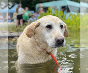 Mutt Dogs for adoption in Thomasville, NC, USA