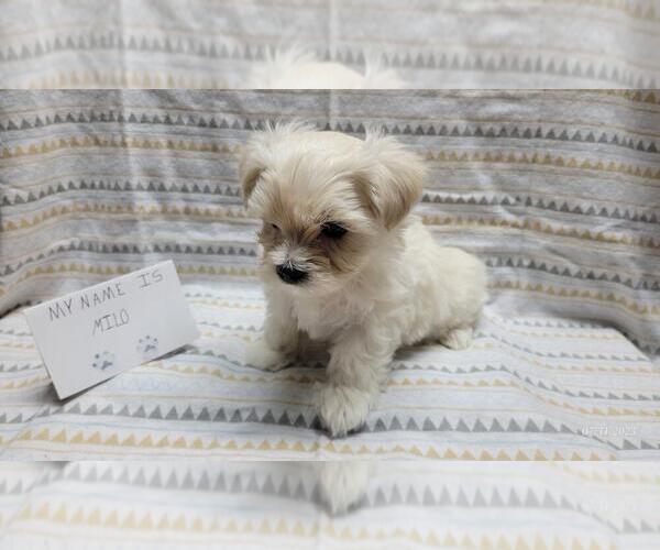 Medium Photo #6 Maltipoo Puppy For Sale in BROOKFIELD, MO, USA