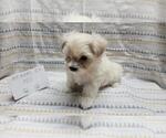 Small Photo #6 Maltipoo Puppy For Sale in BROOKFIELD, MO, USA
