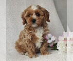 Small Photo #5 Cavapoo Puppy For Sale in BIRD IN HAND, PA, USA