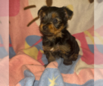 Small Yorkshire Terrier