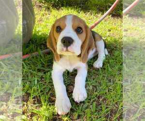 Beagle Puppy for sale in WRIGHTWOOD, CA, USA