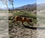 Small #15 Rhodesian Ridgeback