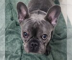 Small French Bulldog