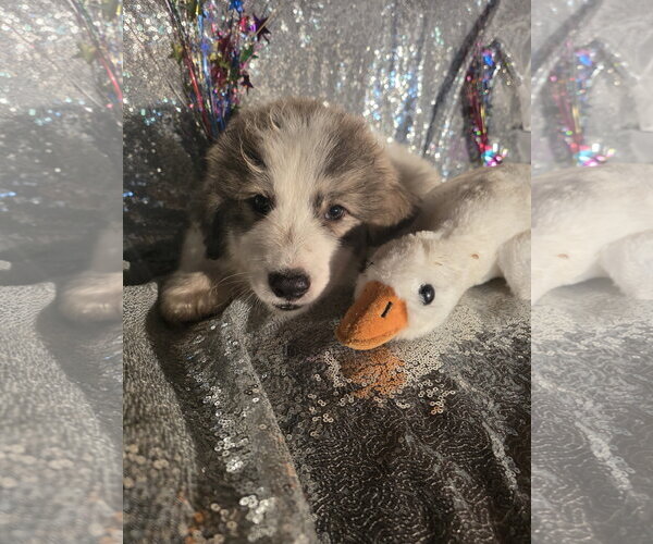 Medium Photo #4 Great Pyrenees Puppy For Sale in Spring, TX, USA