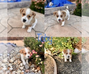 Jack Russell Terrier Dog for Adoption in CARMICHAEL, California USA