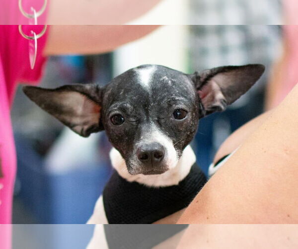 Medium Photo #12 Chihuahua-Unknown Mix Puppy For Sale in Mundelein, IL, USA