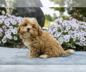 ShihPoo Litter for sale in BALTIC, OH, USA