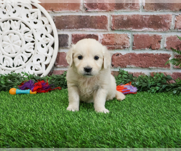 Medium Photo #8 English Cream Golden Retriever Puppy For Sale in SYRACUSE, IN, USA