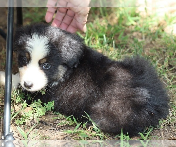 Medium Photo #2 Australian Shepherd Puppy For Sale in MARYVILLE, TN, USA
