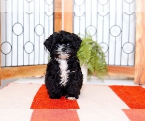 Shih-Poo Puppy for sale in NAPLES, FL, USA