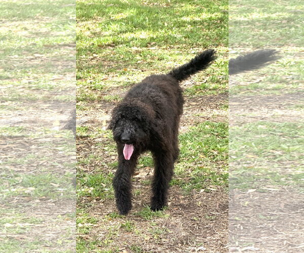 Medium Photo #6 Poodle (Standard)-Unknown Mix Puppy For Sale in Valrico, FL, USA