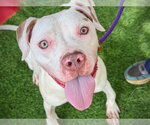 Small #1 American Pit Bull Terrier-Pointer Mix
