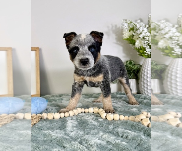 Medium Photo #3 Australian Cattle Dog Puppy For Sale in GREENFIELD, IN, USA