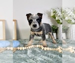 Small #2 Australian Cattle Dog