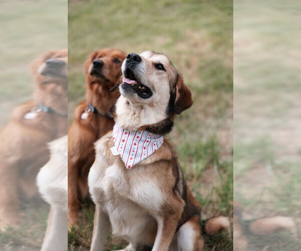 Medium Photo #4 German Shepherd Dog-Great Pyrenees Mix Puppy For Sale in Croydon, NH, USA