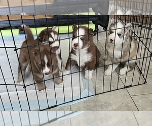 Siberian Husky Puppy for Sale in MOUNT DORA, Florida USA