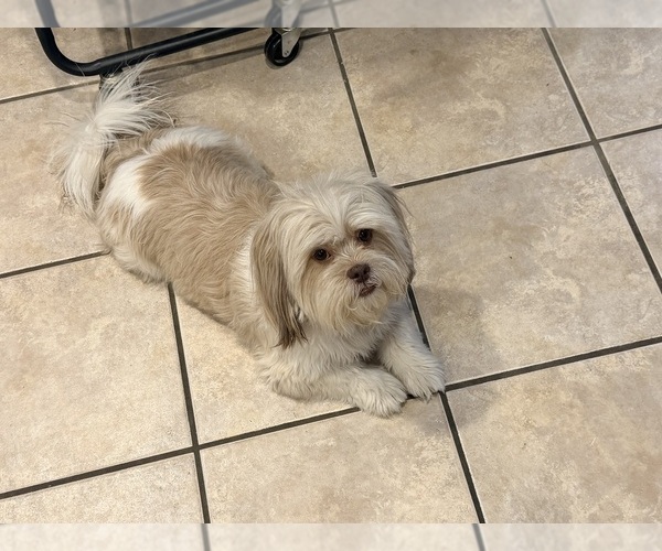 Medium Photo #8 Shih Tzu Puppy For Sale in ALBUQUERQUE, NM, USA