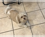 Litter of 2 - Male Shih TzuLitter of Puppies for Sale - Photo #8