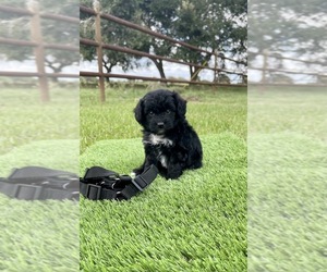Miniature Australian Shepherd-Poodle (Toy) Mix Puppy for sale in EL CAMPO, TX, USA