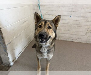 German Shepherd Dog Dogs for adoption in San Bernardino, CA, USA