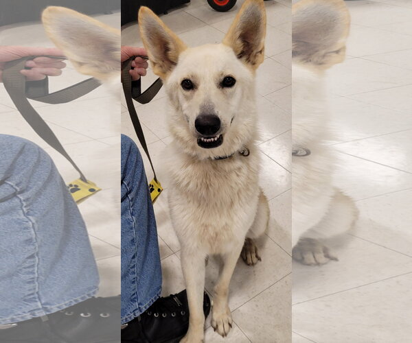 Medium Photo #1 German Shepherd Dog Puppy For Sale in Centreville, VA, USA