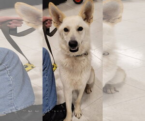 German Shepherd Dog Dogs for adoption in Centreville, VA, USA