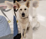 Small German Shepherd Dog