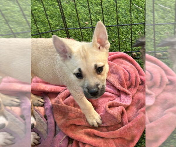 Medium Photo #2 Boxer-Unknown Mix Puppy For Sale in San Diego , CA, USA