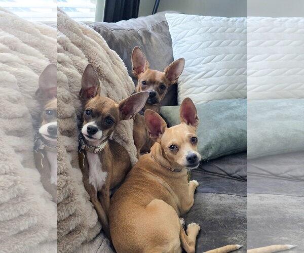 Medium Photo #7 Chihuahua-Unknown Mix Puppy For Sale in Sandy, UT, USA
