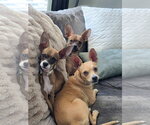 Small #6 Chihuahua Mix