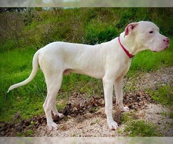 Medium Photo #5 Dogo Argentino Puppy For Sale in Pleasanton, TX, USA