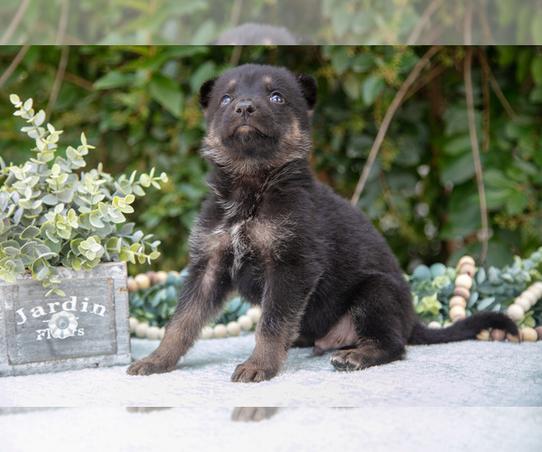 Medium Photo #1 German Shepherd Dog Puppy For Sale in GRABILL, IN, USA