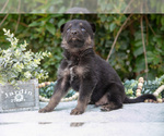 Puppy Milo German Shepherd Dog