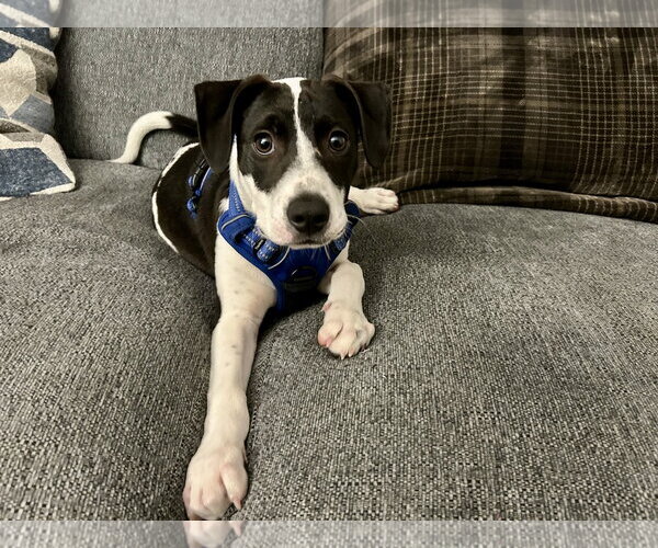 Medium Photo #12 Mutt Puppy For Sale in Mount Pleasant, SC, USA