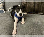 Small #11 Mutt