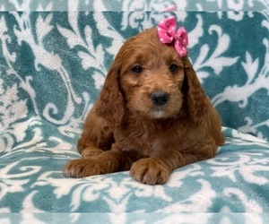 Goldendoodle (Miniature) Puppy for sale in LAKELAND, FL, USA