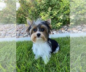 Yorkshire Terrier Puppy for sale in MIDVALE, UT, USA