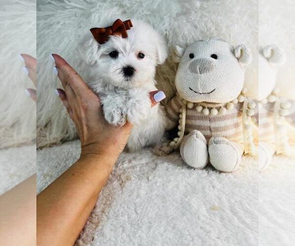Medium Photo #1 Maltese Puppy For Sale in NAPLES, FL, USA