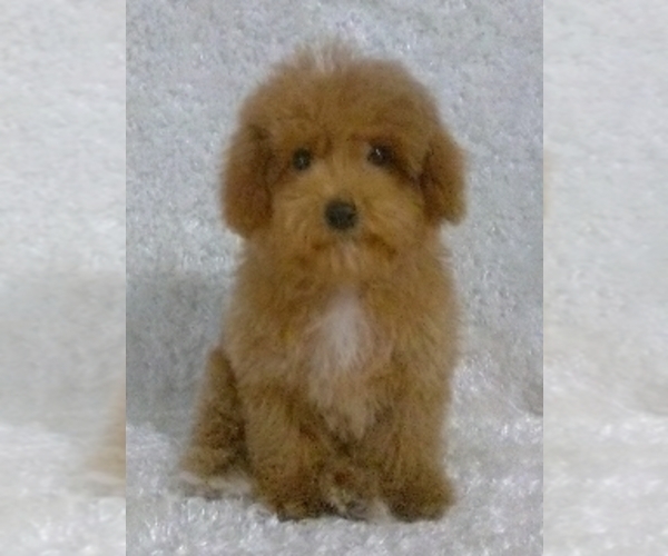 Medium Photo #1 Cavalier King Charles Spaniel-Poodle (Toy) Mix Puppy For Sale in SUGARCREEK, OH, USA