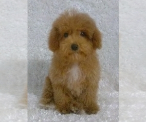 Father of the Cavalier King Charles Spaniel-Poodle (Toy) Mix puppies born on 04/28/2025